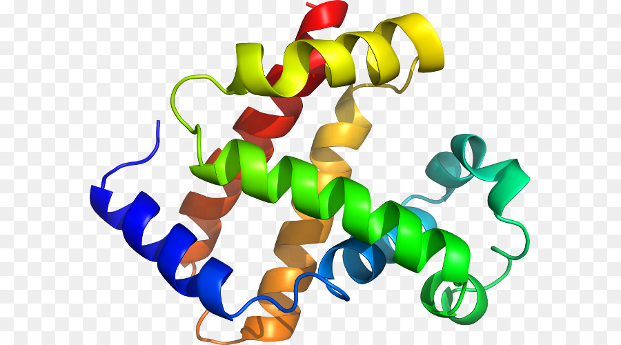 Estrutura Proteica，Biologia PNG