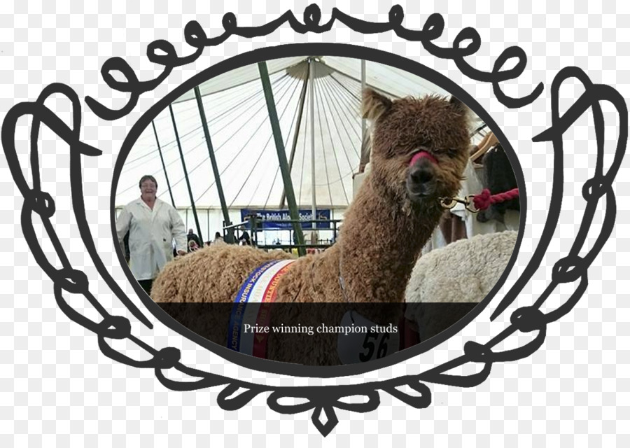 Alpaca，Sorte Caudas Alpaca Fazenda PNG