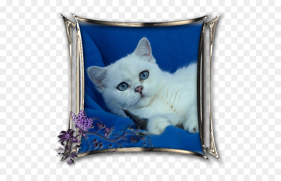 British Shorthair，Scottish Fold PNG