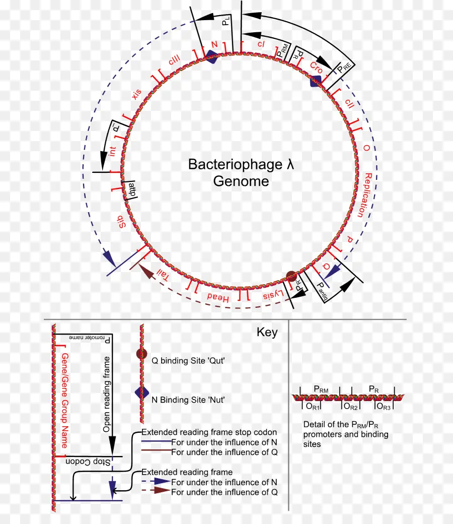 Genoma Do Bacteriófago，Genoma PNG