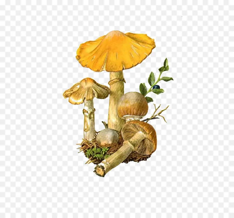 Cogumelo Comestível，Amanita Muscaria PNG