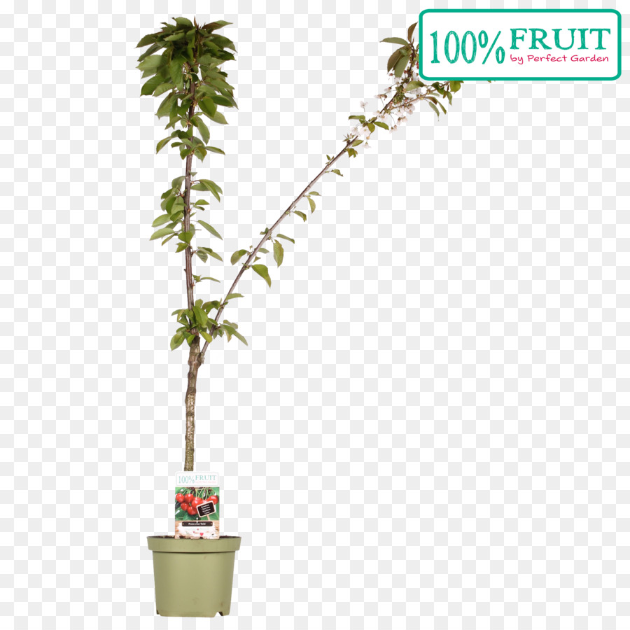 Flowerpot，Planta De Casa PNG