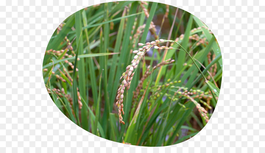 Sweet Grass，Gramíneas PNG