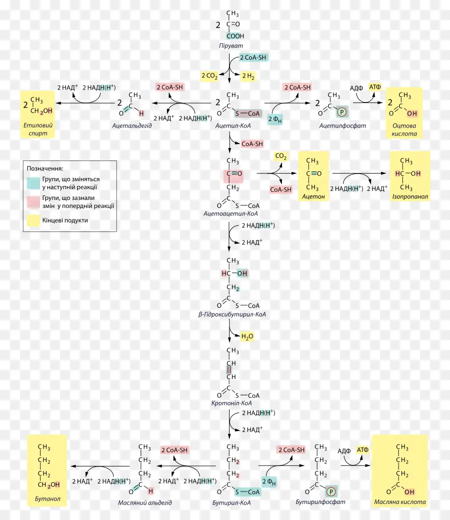 Caminho Químico，Metabolismo PNG