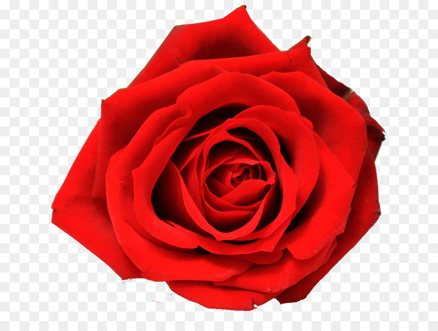 Rosa Vermelha，Florescer PNG