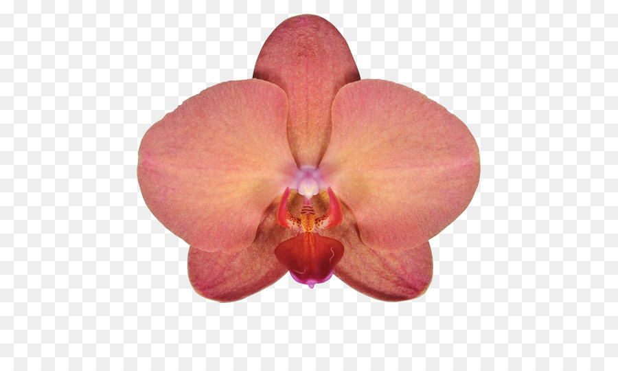 Orquídea，Rosa PNG