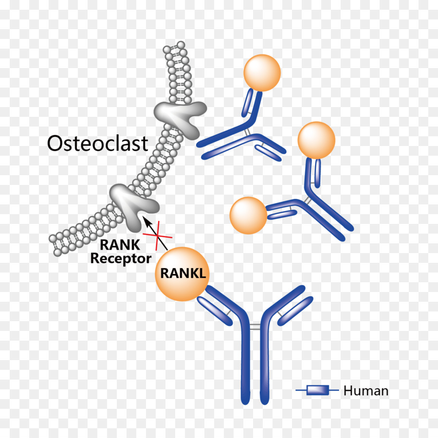 Adalimumab，Psoríase PNG