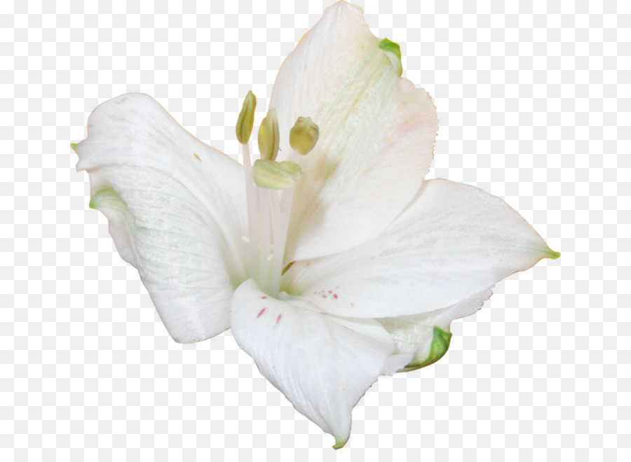 Jersey Lily，Iris Família PNG