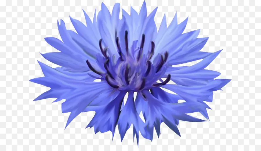 Cornflower，Pétala PNG