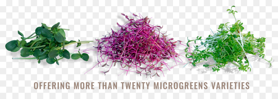 Microgreen，Daikon PNG