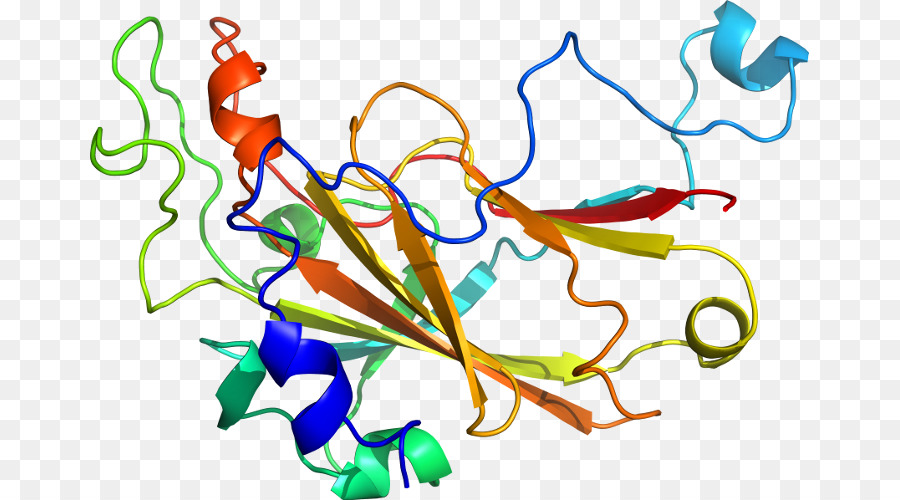 Estrutura Proteica，Biologia PNG