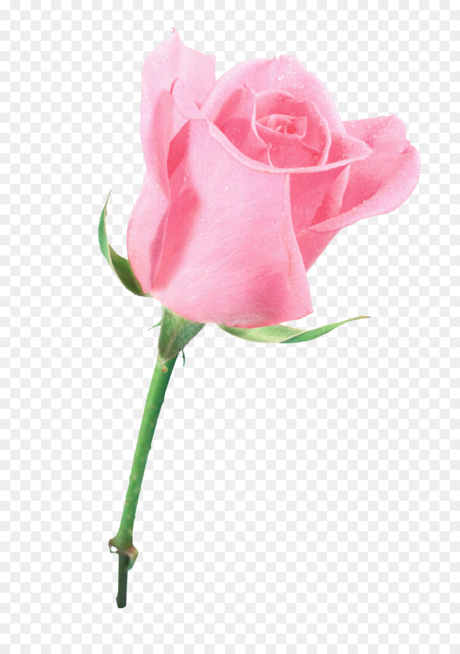 Rosa Rosa，Florescer PNG