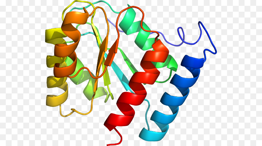 Estrutura Proteica，Biologia PNG