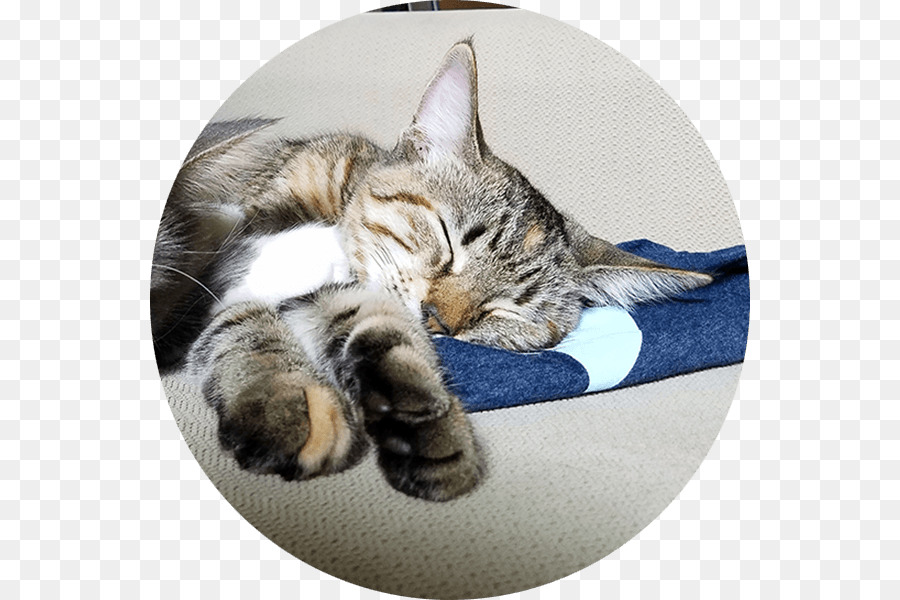 American Shorthair，European Shorthair PNG