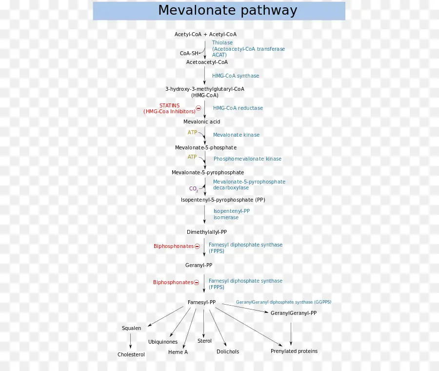 Via Do Mevalonato，Caminho PNG
