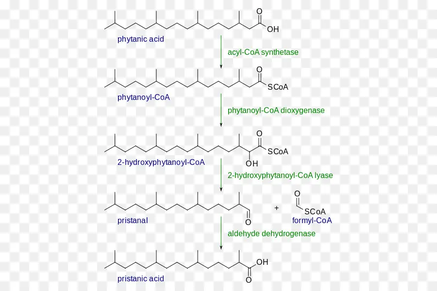 Alpha Oxidação，Beta Oxidação PNG