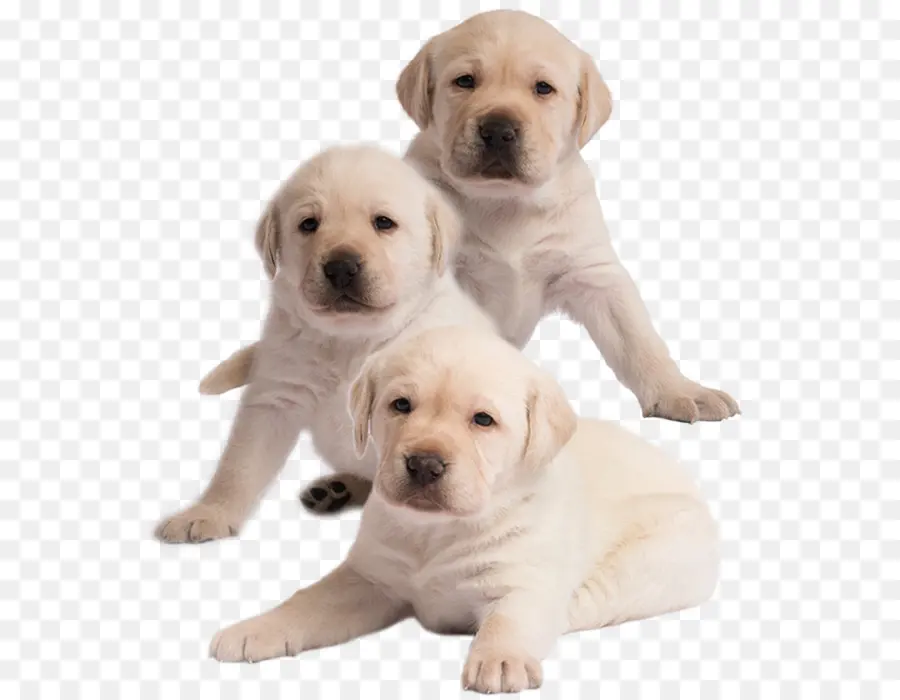 Labrador Retriever，Filhote De Cachorro PNG