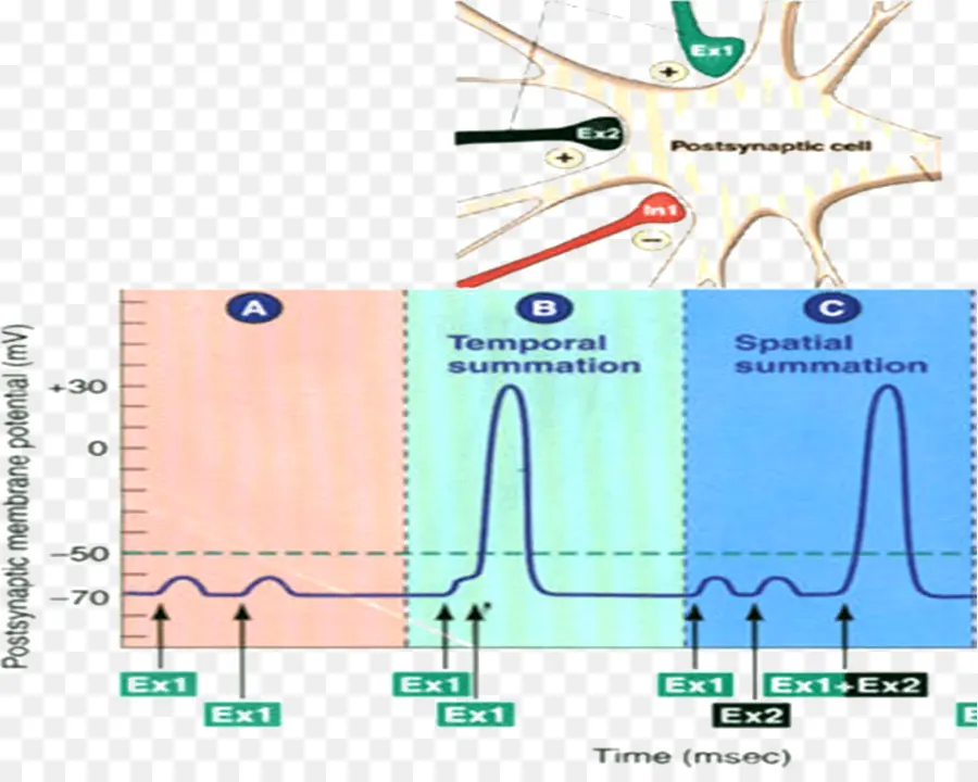 Potenciais Pós Sinápticos，Potencial De Ação PNG