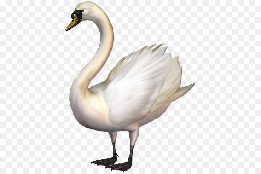 Cisne，Documento PNG