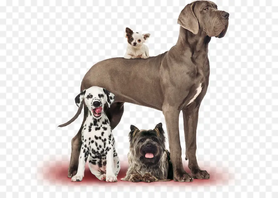 Great Dane，Filhote De Cachorro PNG