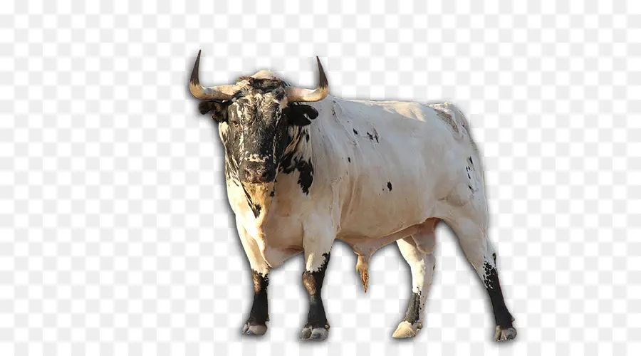 Texas Longhorn，Zebu PNG