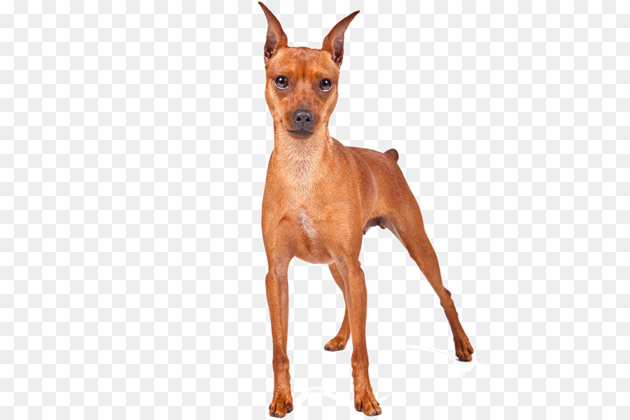 Pinscher Miniatura，Alemão Pinscher PNG