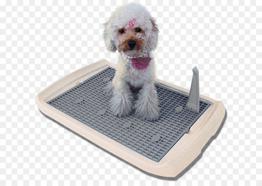 Raça Do Cão，Poodle PNG