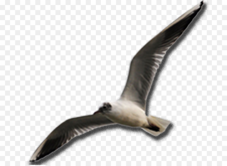 Albatroz，Vôo PNG