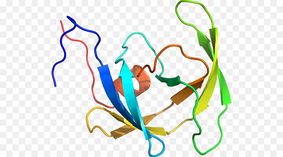 Estrutura Proteica，Biologia PNG