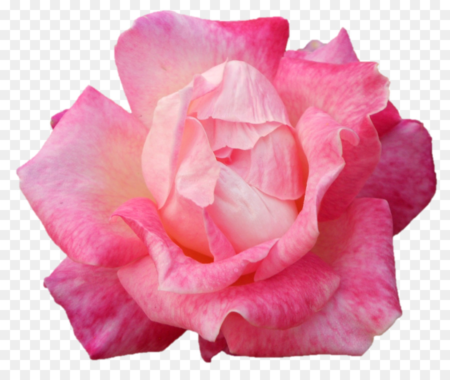 Rosa，Florescer PNG