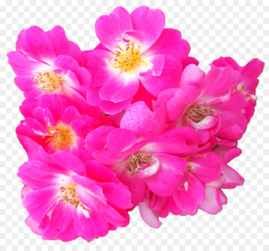 Flores Cor De Rosa，Florescer PNG