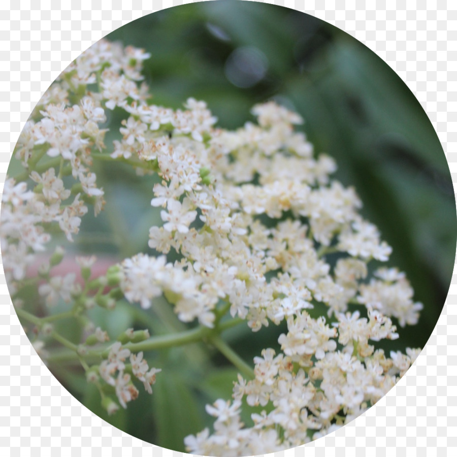 Ferramenta De Palavra Chave，Herbalism PNG