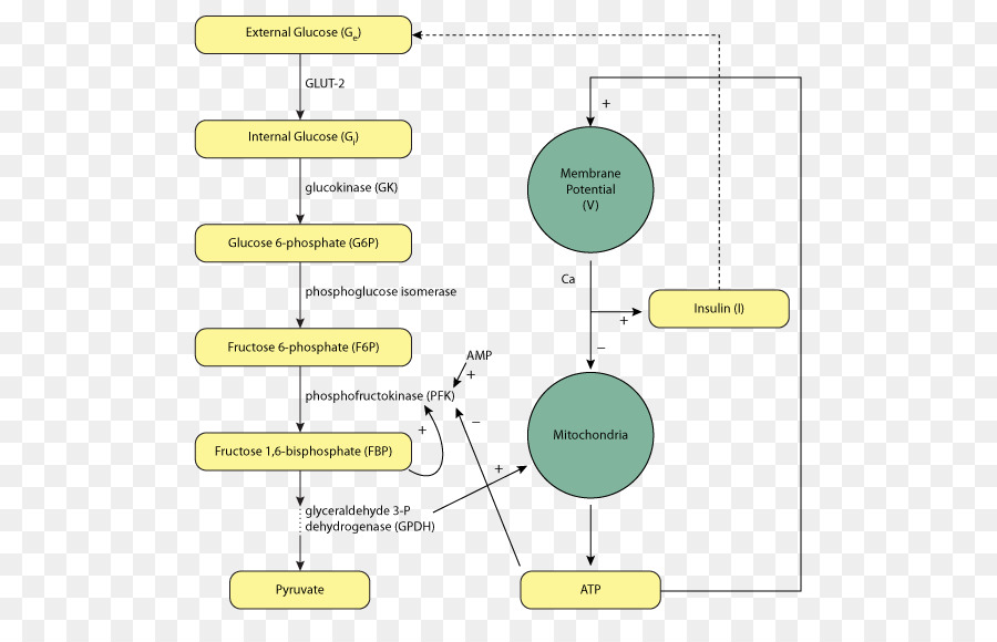 Diagrama De，A Insulina PNG