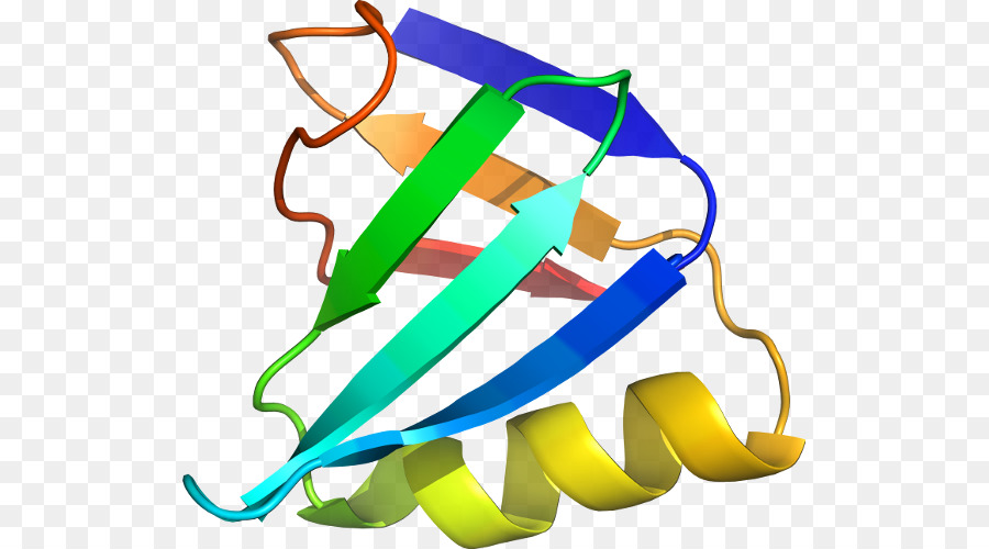 Estrutura Proteica，Biologia PNG