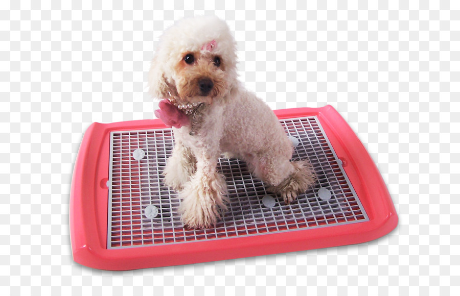 Poodle Miniatura，Schnoodle PNG