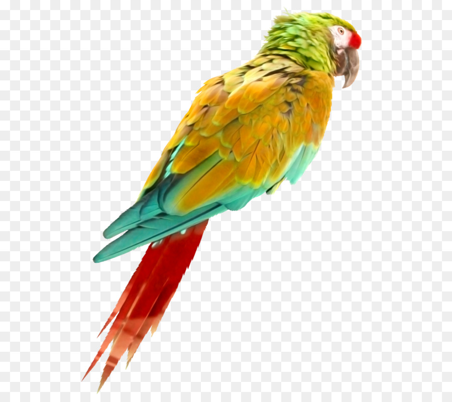 Papagaio，Verde PNG