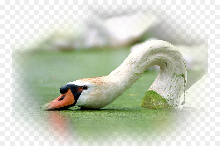 Cisne，Aves PNG