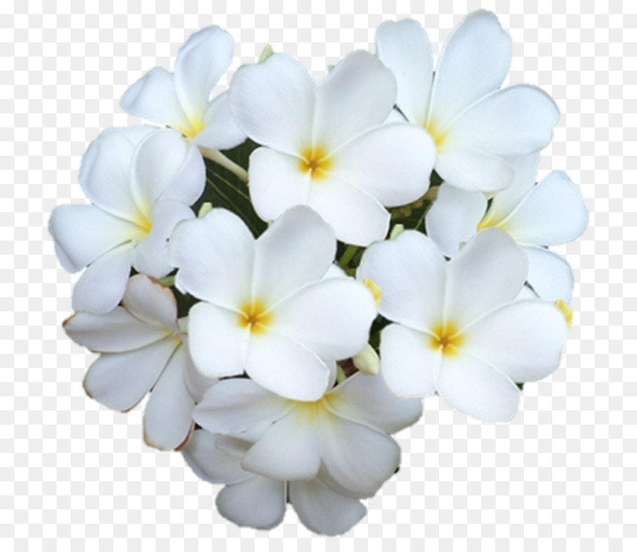 Flores De Pluméria，Florescer PNG