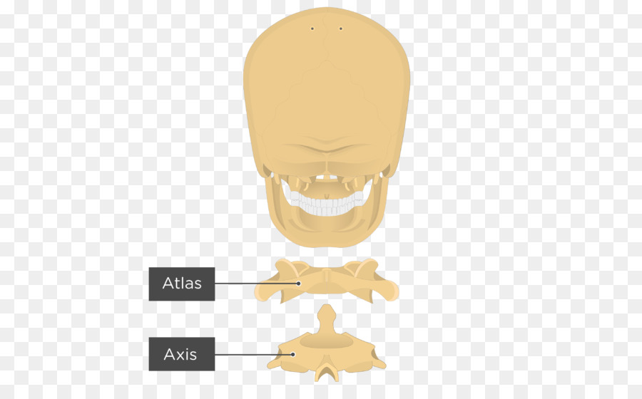 Nariz，Atlas PNG