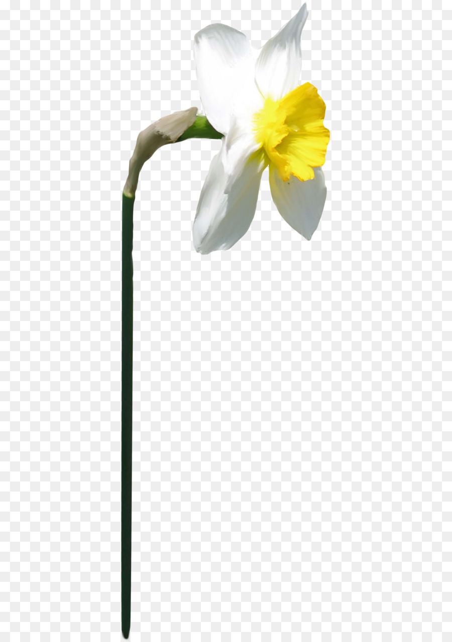 Narciso，Amarelo PNG