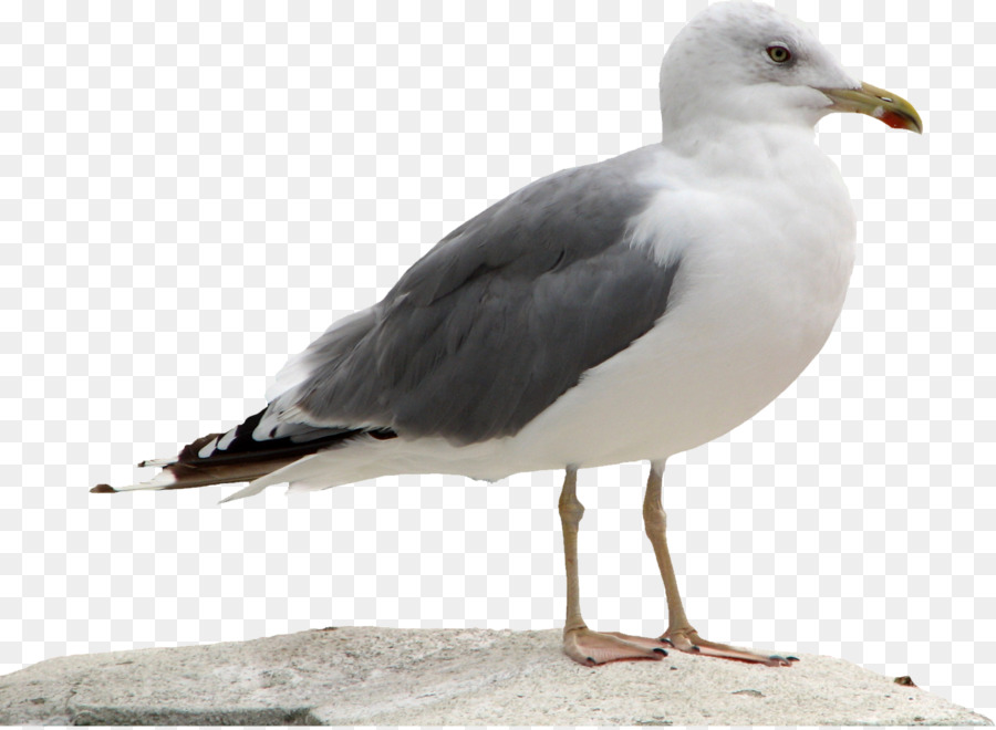 Gaivota，Branco PNG