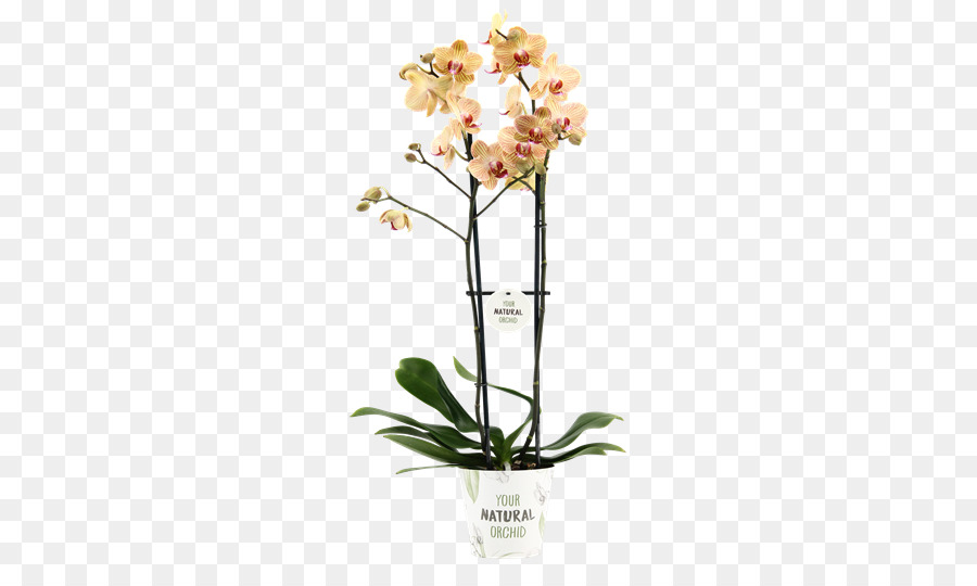 Orquídea Rosa，Flor PNG