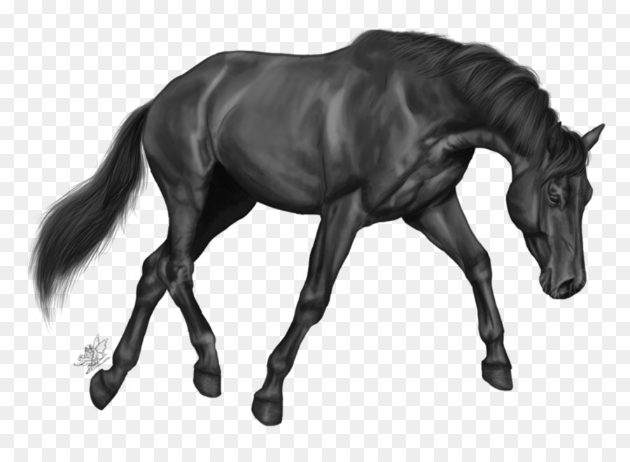 Cavalo Preto，Equino PNG