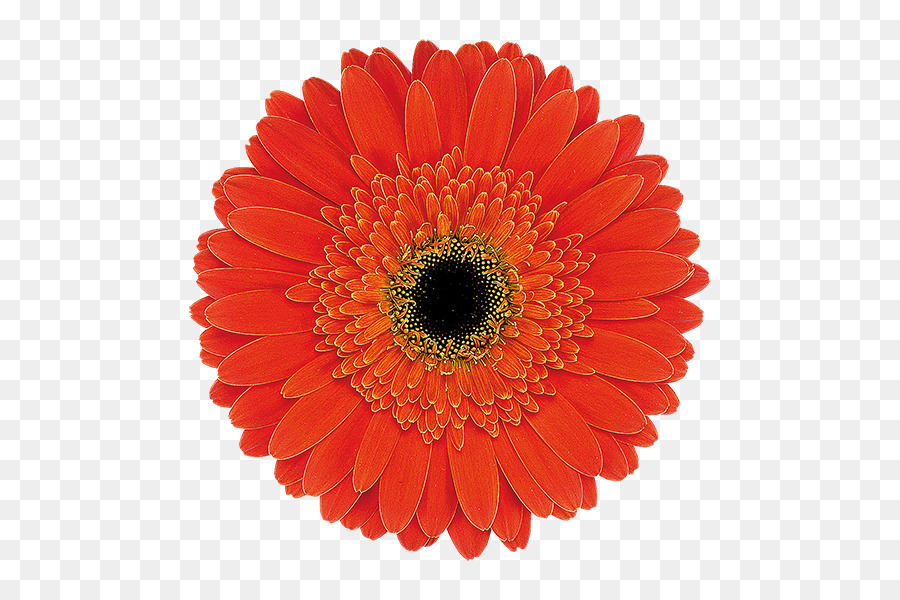 Flor Vermelha，Flor PNG