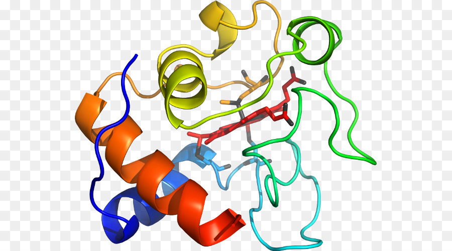 Estrutura Proteica，Biologia PNG