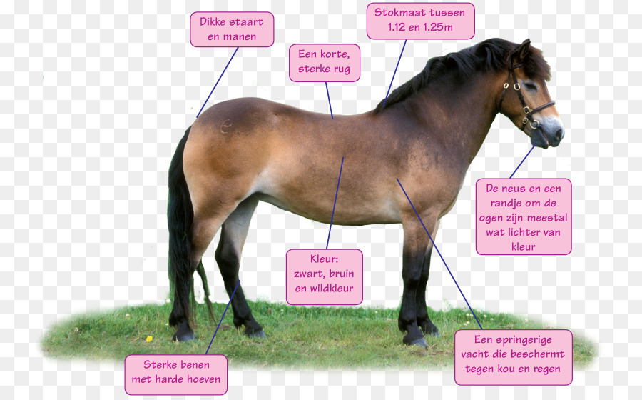 Cavalo，Pônei PNG