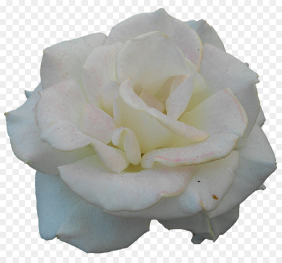 Rosa Branca，Florescer PNG