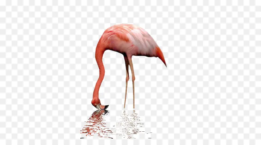 Flamingo，Pássaro PNG