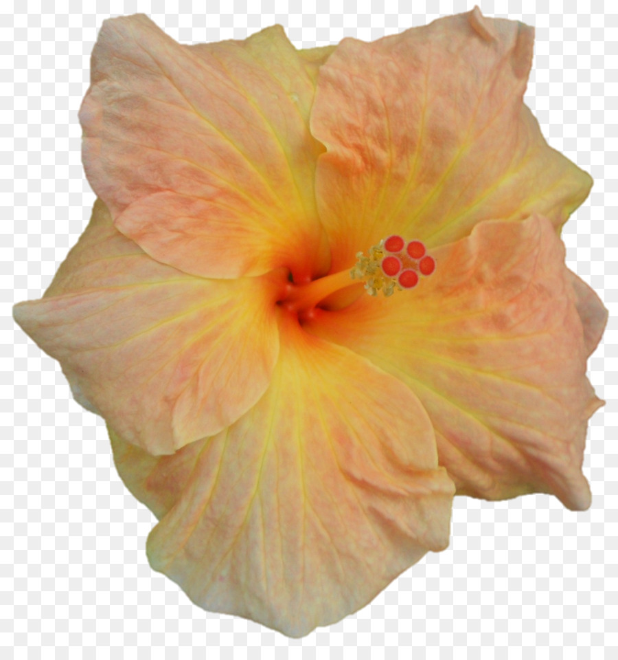 Flor Laranjeira，Pétalas PNG