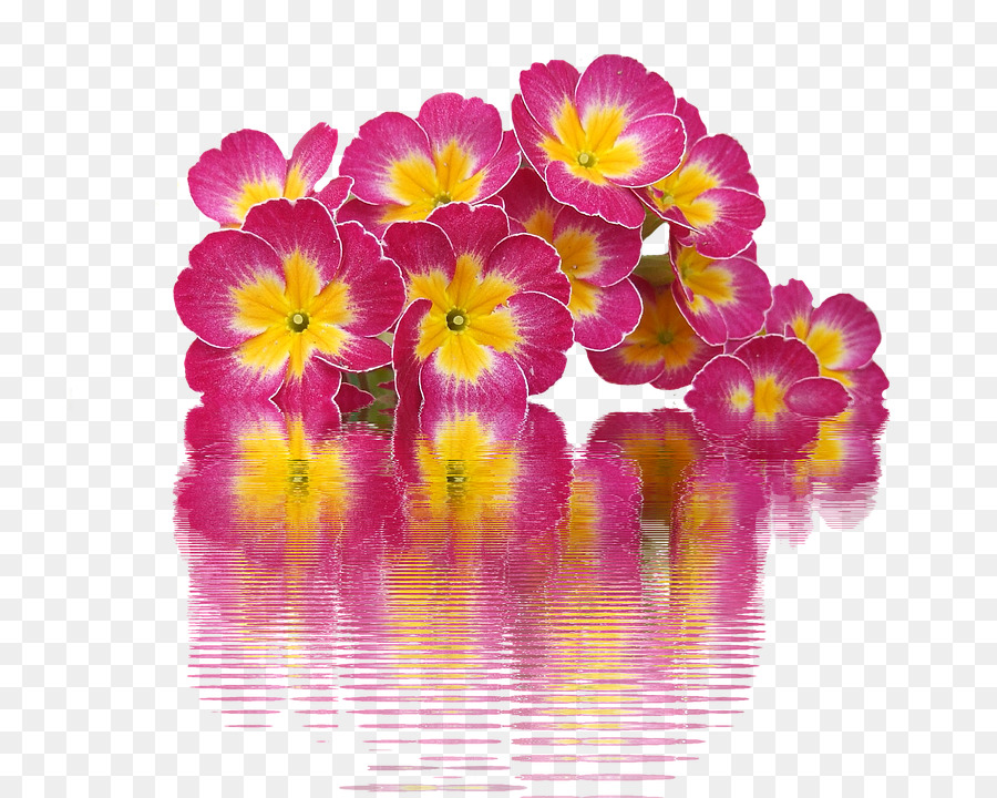 Flores，Rosa PNG